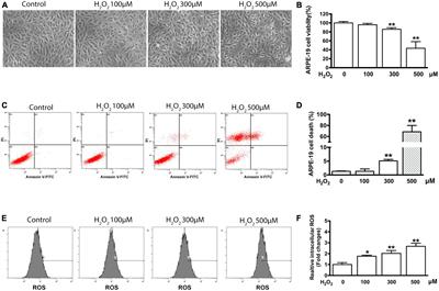 Hydrogen peroxide-induced oxidative damage and protective role of peroxiredoxin 6 protein via EGFR/ERK signaling pathway in RPE cells
